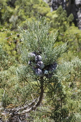 Widdringtonia nodiflora