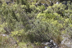 Widdringtonia nodiflora