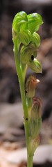 Pterostylis bicolor