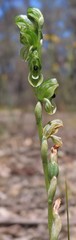 Pterostylis bicolor