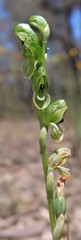 Pterostylis bicolor