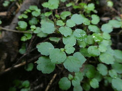 Australina pusilla pusilla