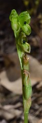 Pterostylis bicolor