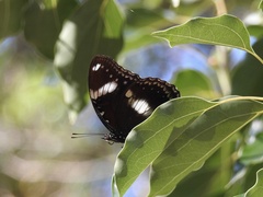 Hypolimnas bolina nerina