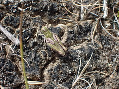 Phaulacridium otagoense