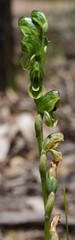 Pterostylis bicolor