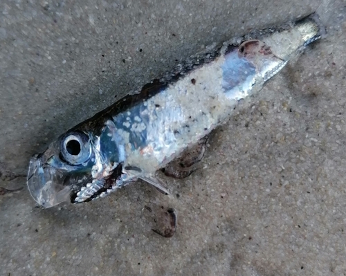 Walvis pearlside (Maurolicus walvisensis) — Sternoptychidae