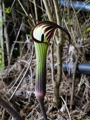 Arisaema consanguineum