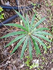 Arisaema consanguineum