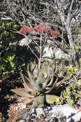 Aloe perfoliata