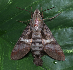 Macroglossum errans