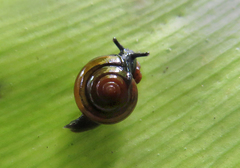 Macrochlamydinae