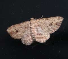 Xanthorhoe anaspila