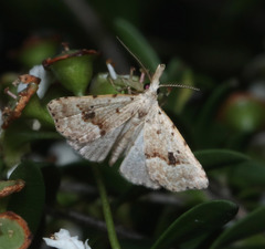 Trigonistis