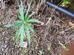 Arisaema consanguineum