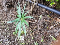 Arisaema consanguineum