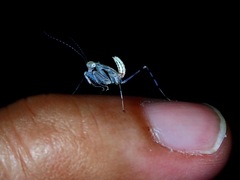 Epsomantis tortricoides