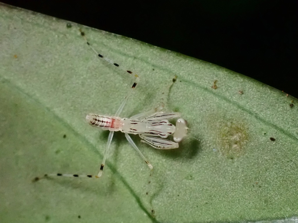 Epsomantis tortricoides from Sabah, Malaysia on January 26, 2022 at 07: ...