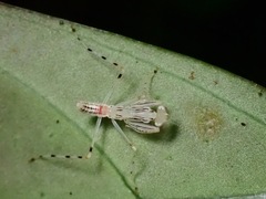 Epsomantis tortricoides