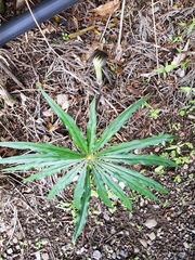 Arisaema consanguineum