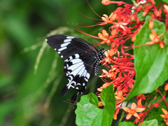 Papilio nephelus sunatus