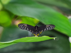 Troides amphrysus