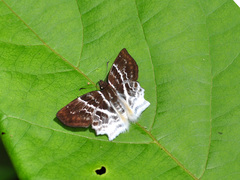 Odontoptilum pygela