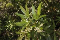 Searsia angustifolia