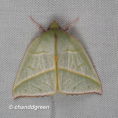 Hylophilodes tsukusensis