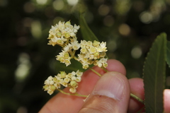 Searsia angustifolia