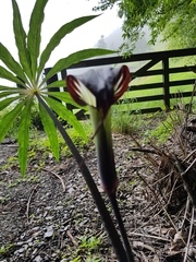 Arisaema consanguineum