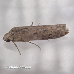 Phycita cirrhodelta