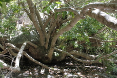 Searsia angustifolia