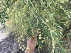 Acacia fimbriata