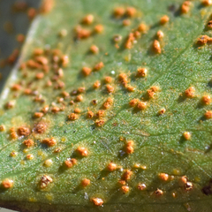 Puccinia smilacis