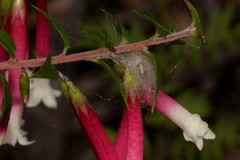 Phonognatha