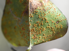 Puccinia smilacis