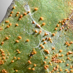 Puccinia smilacis