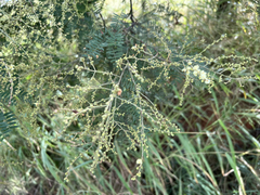 Acacia fimbriata