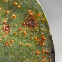 Puccinia smilacis