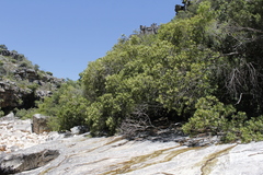 Searsia angustifolia