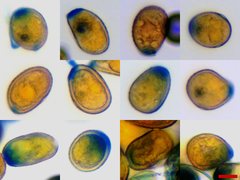 Puccinia smilacis