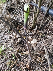 Arisaema consanguineum
