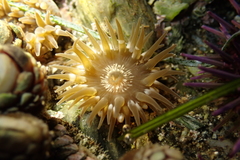 Anthopleura mariae