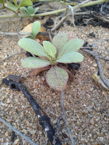 Image of Launaea sarmentosa by (c) Rosemary Harrison, some rights reserved (CC BY-SA)