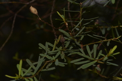 Pultenaea flexilis