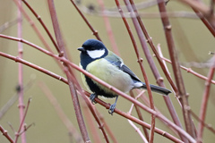 Parus major