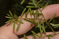 Pultenaea flexilis