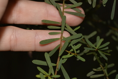 Pultenaea flexilis