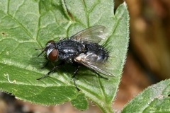 Epicampocera succincta